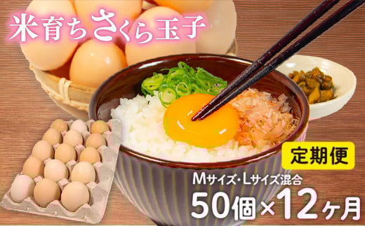 定期便 卵 50個 × 12ヶ月 ( たまご 45個 + 割れ補償 5個 ) 12回 Mサイズ Lサイズ 混合 定期便 国産 米育ち さくら玉子 さくら卵 鶏 さくら コク 濃い 卵黄 風味 とれたて 生 たまご 地産地消  国産鶏