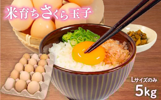 卵 5kg 割れ補償 5個 Lサイズ のみ 約 75個 国産 さくら玉子 さくら卵 鶏 さくら 米育ち コク 濃い 卵黄 風味 米育ちさくら玉子 とれたて 生 たまご 地産地消  国産鶏 玉子 産みたて 新鮮 黄身 卵