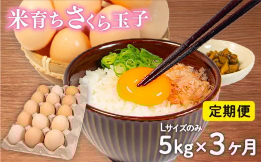 定期便 卵 5kg × 3ヶ月 割れ補償 5個 Lサイズ のみ 約 75個 × 3回 定期便 国産 米育ち さくら玉子 さくら卵 鶏 さくら コク 濃い 卵黄 風味 とれたて 生 たまご 地産地消  国産鶏 玉子 産みたて 新