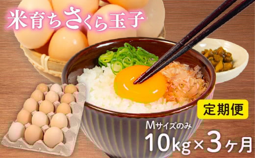   10kg × 3 ⏞ 5 MTCY ̂  160 × 3  Y Ĉ炿 ʎq 痑 {  RN Z   Ƃꂽ  ܂ nYn  Y{ ʎq Y݂