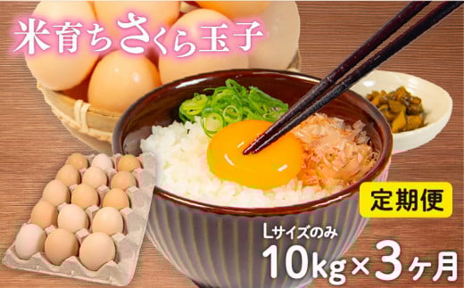 定期便 卵 10kg × 3ヶ月 割れ補償 5個 Lサイズ のみ 約 150個 × 3回 定期便 国産 米育ち さくら玉子 さくら卵 鶏 さくら コク 濃い 卵黄 風味 とれたて 生 たまご 地産地消  国産鶏 玉子 産みたて