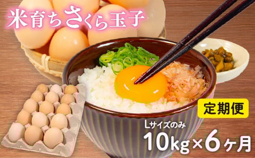 定期便 卵 10kg × 6ヶ月 割れ補償 5個 Lサイズ のみ 約 150個 × 6回 定期便 国産 米育ち さくら玉子 さくら卵 鶏 さくら コク 濃い 卵黄 風味 とれたて 生 たまご 地産地消  国産鶏 玉子 産みたて