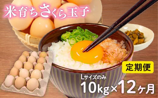 定期便 卵 10kg × 12ヶ月 割れ補償 5個 Lサイズ のみ 約 150個 × 12回 定期便 国産 米育ち さくら玉子 さくら卵 鶏 さくら コク 濃い 卵黄 風味 とれたて 生 たまご 地産地消  国産鶏 玉子 産みたて