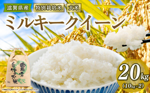 新米予約 特別栽培米 ミルキークイーン 米 20kg 玄米 2025年産 滋賀県 竜王町 令和7年産 国産 農家直送 みるきーくいーん R7 10kg × 2袋 国産 農家直送 環境こだわり お試し用 お米 こめ おこめ 農