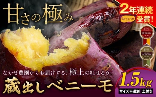 さつまいも 芋 熊本 県 大津町産 なかせ農園の 蔵出しベニーモ 約 1.5kg (大中小サイズ不揃い)《10月末-12月末頃出荷予定》 さつまいも さつま芋 芋 紅 はるか スイート ポテト 干し芋にも 特産