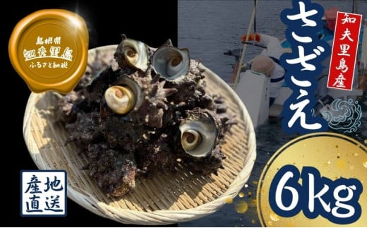 【知夫里島獲れ天然活さざえ6kgセット】隠岐諸島の新鮮なさざえをお届けします! 冷蔵便 サザエ 栄螺 貝 海鮮 BBQ さざえご飯 つぼ焼き 刺身 バーベキュー ギフト島根県知夫村30000魚介・海産
