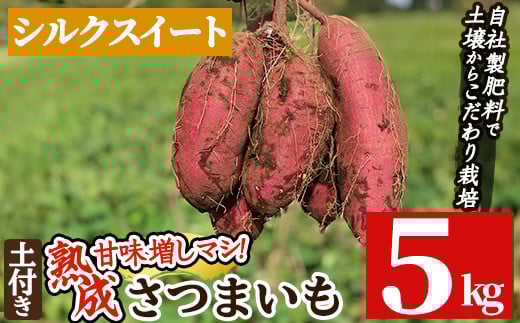 a845-A 鹿児島県産さつまいもシルクスイート土付き5kg(生芋)【コウエイ環境】姶良市 鹿児島県産 さつまいも サツマイモ 熟成芋 さつま芋 シルクスイート 5kg 生芋鹿児島県姶良市12000野菜・き