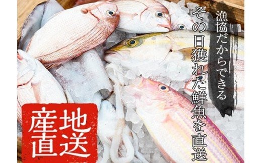 産地直送!新鮮!海の幸 朝獲れ鮮魚の詰合せ 鮮魚 詰め合わせ セット 直送 鮮魚 ボックス  【A-1769H】鹿児島県いちき串木野市20000魚介・海産物鮮魚