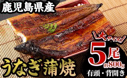 厳選!国産 鹿児島県産 うなぎ 蒲焼 大5尾 合計約800g 鰻養殖生産量日本一 鹿児島県産新仔うなぎ使用 こだわりの地焼き! 冷凍うなぎ 秘伝のタレ 付き うな重 うな丼 きざみ鰻 うなぎのせい