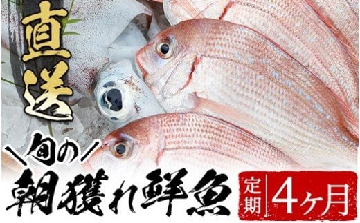 海の幸!朝獲れ鮮魚4か月定期コース! 市来えびす市場 鮮魚 詰め合わせ セット 直送 ボックス【D-619H】鹿児島県いちき串木野市80000魚介・海産物鮮魚