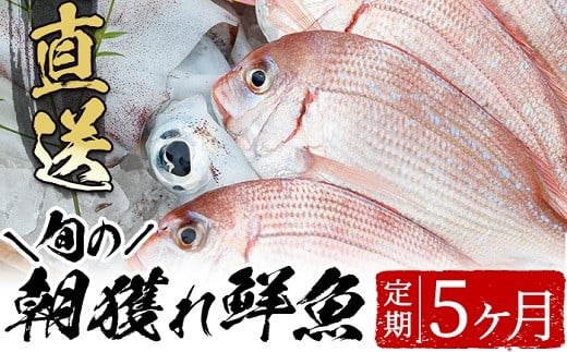 産地直送!朝獲れ鮮魚5か月定期便 鮮魚 詰め合わせ セット 直送 ボックス【E-134H】鹿児島県いちき串木野市100000魚介・海産物鮮魚