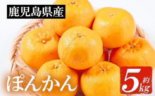 <先行予約>\数量・期間限定/JAさつま日置 いちき串木野産 ポンカン 約5kg 柑橘の特産品 ポンカン直送 贈答 ギフト プレゼントにもオススメ!【A-1786H】鹿児島県いちき串木野市11000果物