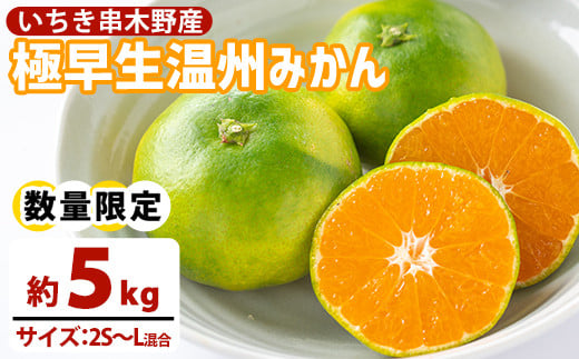 <数量・期間限定> 極早生 温州みかん 5kg 箱満杯バラ詰め! Sサイズ〜Lサイズ【A-1982H】鹿児島県いちき串木野市13000果物・フルーツみかん・柑橘類