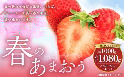 春のあまおう(2L・2A・G規格以上 4パック)いちご 苺 イチゴ フルーツ 果物【2026年3月上旬〜4月下旬発送予定】福岡県太宰府市13000果物・フルーツいちご