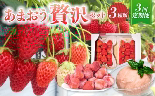 y\tE3ցz܂ ґZbg  C`S t[c ʕy2026N3{`7{\zɕ{s37000ʕEt[c
