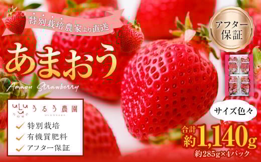 【特別栽培/有機質肥料/アフター保証】うるう農園 あまおう サイズ色々 4パック (約1140g)【2026年2月発送予定】 いちご イチゴ 苺 フルーツ 果物福岡県太宰府市10000果物・フルーツいちご