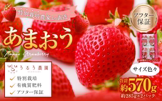 あまおうサイズ色々 約570g(約285g×2パック)【2025年12月上旬〜2026年1月下旬発送予定】あまおう いちご 苺 イチゴ フルーツ 果物福岡県太宰府市7000果物・フルーツいちご