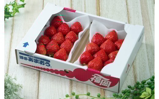 福岡産【冬】 あまおう 2パック いちご 苺 果物 フルーツ 福岡 太宰府【2025年12月上旬〜2026年1月下旬発送予定】福岡県太宰府市13000果物・フルーツいちご