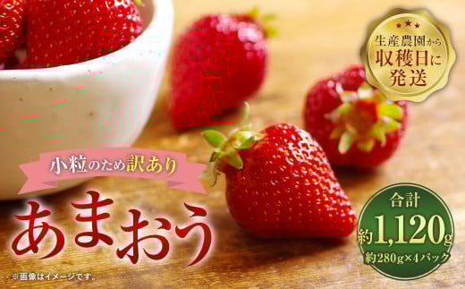 【1月〜2月発送】【訳あり・小粒】 あまおう 約280g×4パック 約1120g【2026年1月上旬〜2026年2月下旬発送予定】いちご イチゴ 苺 フルーツ福岡県太宰府市9500果物・フルーツいちご