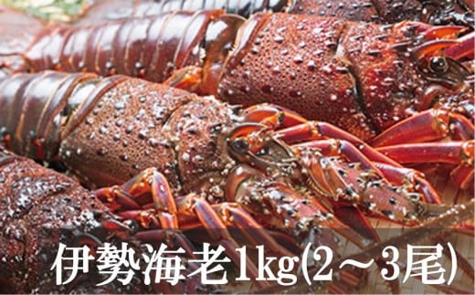 【三島村の漁師からお届け】伊勢海老鹿児島県三島村30000魚介・海産物エビ