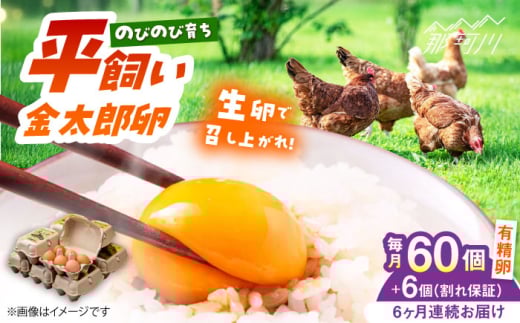 【全6回定期便】【TVで紹介!】鮮度AA級の世界最高ランク! 金太郎卵 平飼い 卵 60個(6個入り?10パック)<有限会社 フジノ香花園>那珂川市 卵 金太郎卵 平飼い卵 平飼い 卵 たまご[GAM012