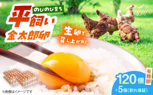【TVで紹介!】【鮮度AA級の世界最高ランク!】金太郎卵 平飼い たまご まとめ買い120個(箱でお届け)<有限会社フジノ香花園>那珂川市 平飼い たまご 大容量 こだわり 餌 平飼い 新鮮