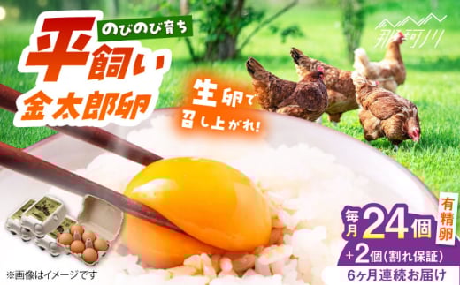 【6回定期便】【TVで紹介!】【鮮度AA級の世界最高ランク!】金太郎卵 平飼い たまご 24個(6個×4パック)<有限会社フジノ香花園>那珂川市 卵 定期便 たまご 平飼い 新鮮 平飼い卵 国