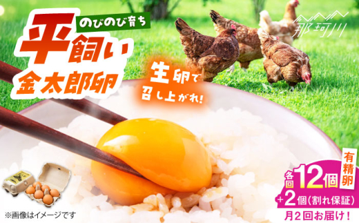 卵 \月2回発送/【TVで紹介!】【鮮度AA級の世界最高ランク!】金太郎卵 平飼い たまご 計24個(12個×月2回)<有限会社フジノ香花園>那珂川市 卵 たまご 平飼い 新鮮 平飼い卵 国産 玉子