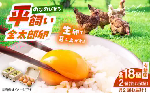 \月2回発送/【TVで紹介!】【鮮度AA級の世界最高ランク!】金太郎卵 平飼い たまご 計36個(18個×月2回)<有限会社フジノ香花園>那珂川市 卵 たまご 平飼い 新鮮 平飼い卵 国産 玉子 鶏