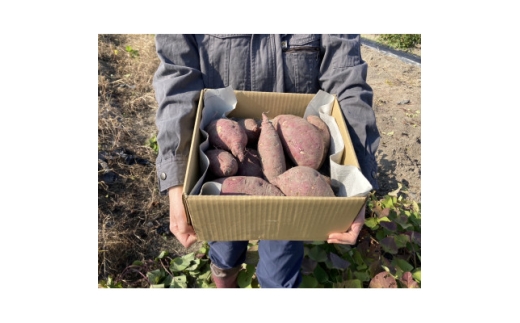 さつまいも(紅はるか) 5kg【1600181】奈良県斑鳩町11000野菜・きのこじゃがいも・イモ類
