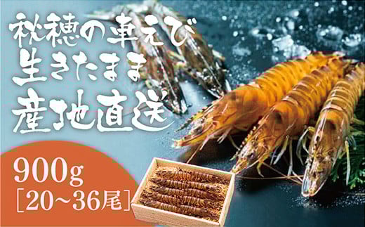C040 活きあいおえび900g(20〜36尾)山口県山口市33000魚介・海産物エビ