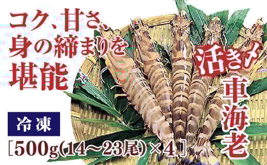 B020 活き締め冷凍車えび500g×4山口県山口市60000魚介・海産物エビ