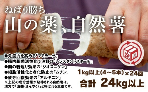 A017 【山薬王】命の根っこですから。美味しく美腸活!贅沢自然薯定期便(月2回/24回お届け)山口県山口市303000野菜・きのこ大根・ニンジン・根菜類