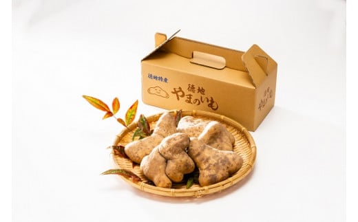 D265 徳地やまのいも箱入り1s(秀)山口県山口市10000野菜・きのこ大根・ニンジン・根菜類
