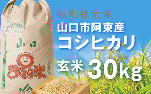 B094 特別栽培米阿東産コシヒカリ玄米30kg山口県山口市79000米・パン玄米・雑穀米・もち米・餅