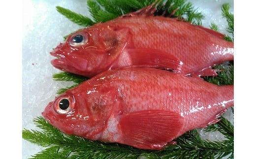 A-72002【12/10まで年内配送】  【北海道根室産】キンキ(下ごしらえ済)2尾北海道根室市14000魚介・海産物鮮魚