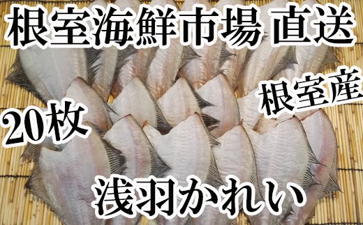 A-28059yNzz  ykCYzCNsꁃ銱Hꂢ20kCs14000ECYL