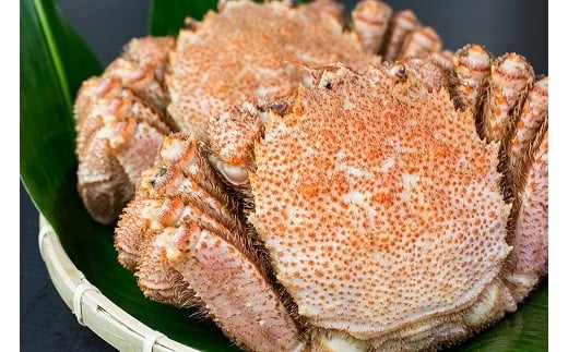 C-66010【12/10まで年内配送】 【北海道根室産】毛ガニ330g前後×3尾北海道根室市29000魚介・海産物カニ