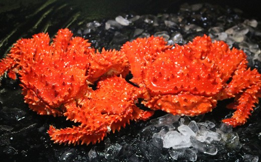 A-60003【12/17まで年内配送】  浜ゆで花咲がにオス・メス各1尾北海道根室市14000魚介・海産物カニ