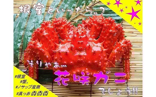 A-59004y12/21܂ŔNzz ykCYzԍKj400gȏ×1kCs14000ECYJj