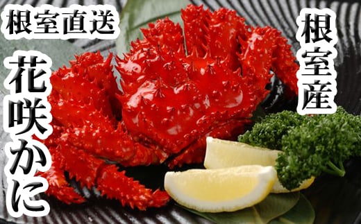A-30030【12/21まで年内配送】 【北海道根室産】花咲かに400g前後〜600g前後×2尾北海道根室市14000魚介・海産物カニ