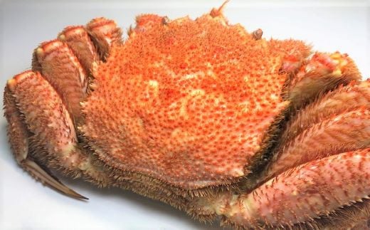 C-60012y12/17܂ŔNzz  т550`750g×1kCs29000ECYJj