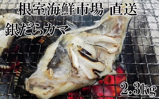 A-28141【年内配送可】  根室海鮮市場<直送>銀だらカマ2.3kg北海道根室市14000魚介・海産物貝類
