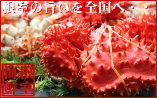 A-57038y12/21܂ŔNzz ykCYzԍKj450`600g×2kCs14000ECYJj