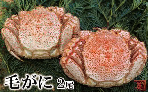 B-27010y12/21܂ŔNzz ykCYz{CъI400g`480g×2kCs23000ECYJj