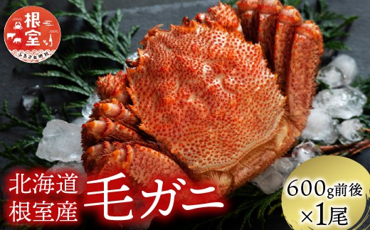 B-21006【年内配送可】 【北海道根室産】毛がに600g前後×1尾北海道根室市23000魚介・海産物カニ