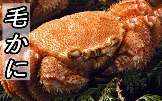 B-30021【12/21まで年内配送】 毛かに400g前後〜550g前後×1尾北海道根室市23000魚介・海産物カニ
