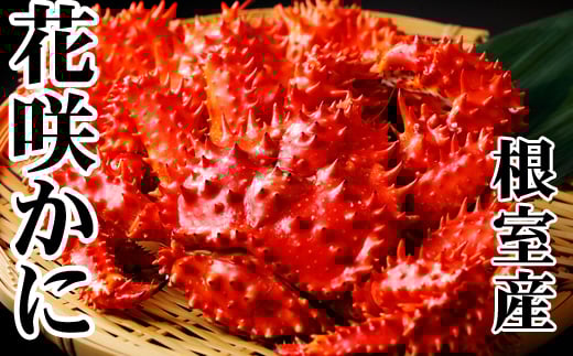 D-36045【12/21まで年内配送】 【北海道根室産】花咲かに500〜650g×6尾北海道根室市58000魚介・海産物カニ