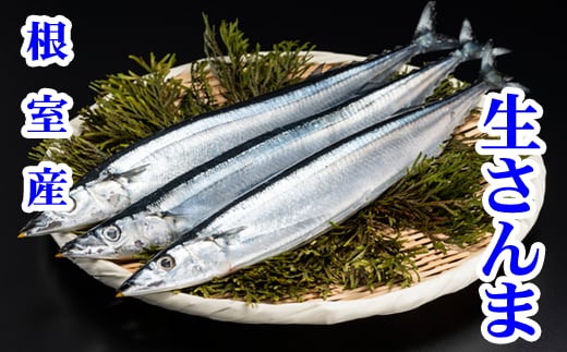 G-76001【12/21まで年内配送】 【北海道根室産】冷凍生さんま5尾×2P北海道根室市10000魚介・海産物その他 魚介・海産物