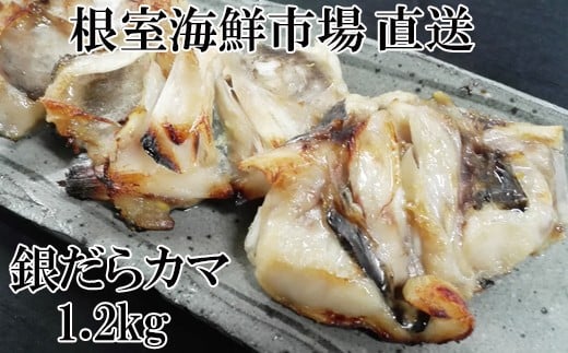 G-11008【年内配送可】  銀だらカマ1.2kg北海道根室市10000魚介・海産物貝類